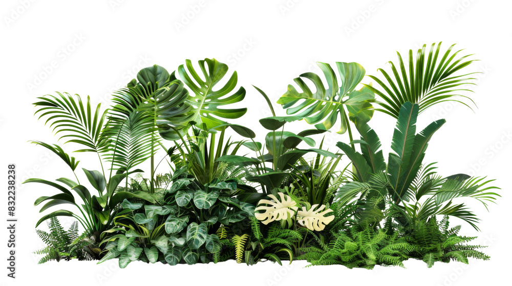Tropical plants, houseplants Tropical plants, houseplants