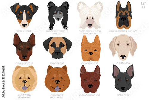 Dog head in alphabet order. All dog breeds. Colour vector design
