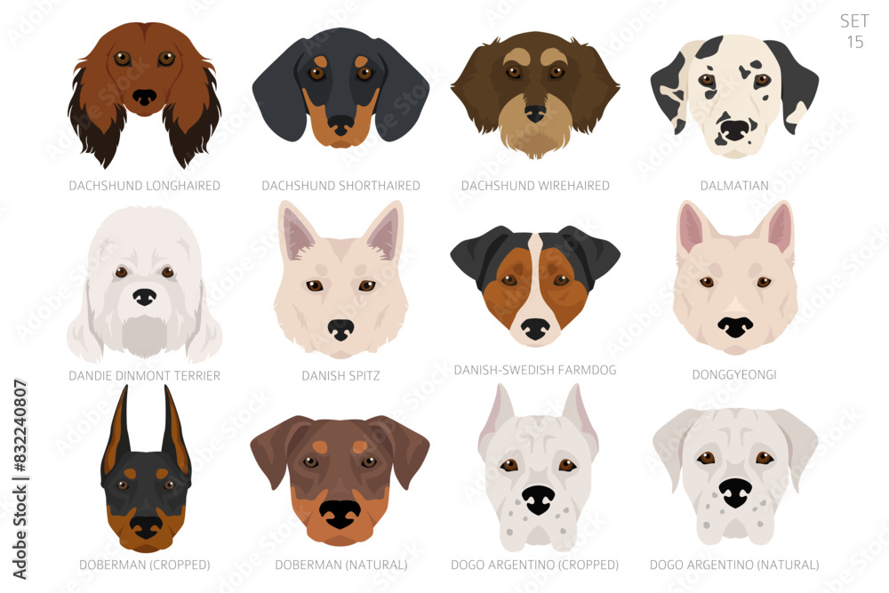 Obraz premium Dog head in alphabet order. All dog breeds. Colour vector design