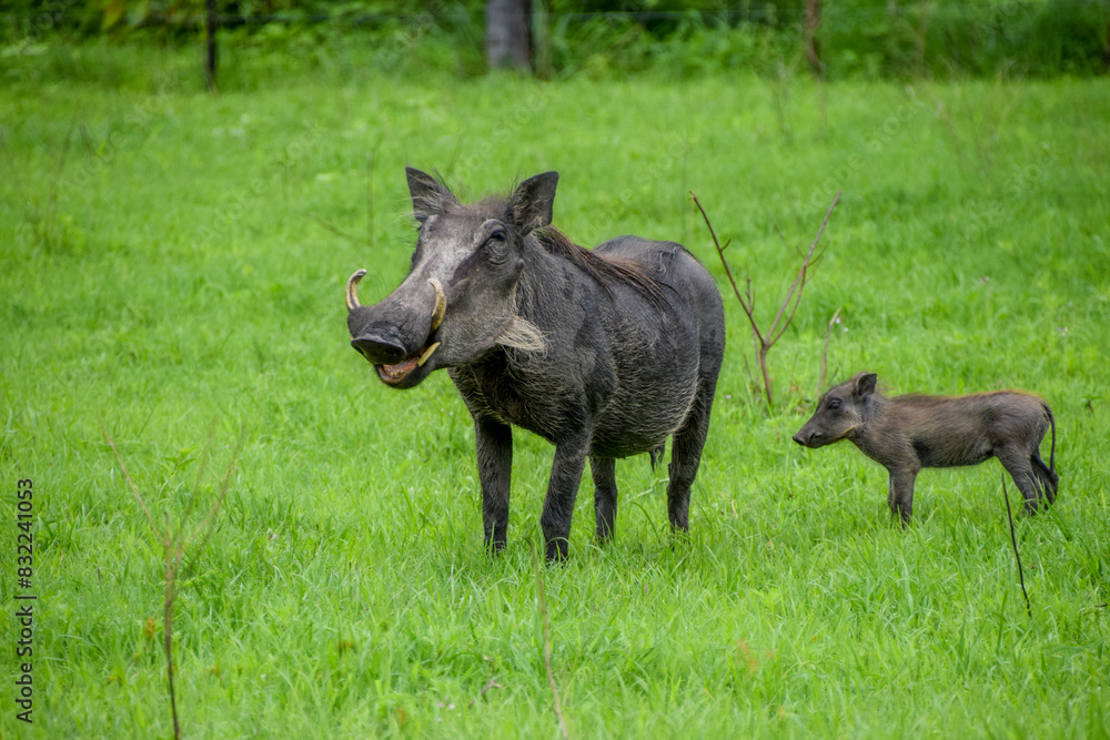 A warthog with her babies in a nature reserve in Zimbabwe. A warthog with her babies in a nature reserve in Zimbabwe.
