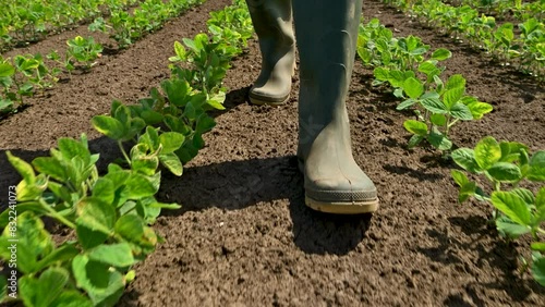 Farmer walking through soybean seedling field, closeup of rubber boots, low angle view