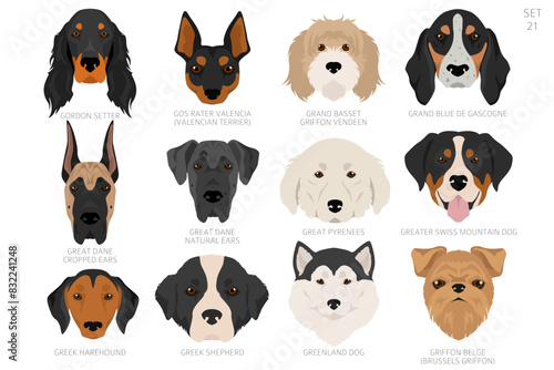 Fototapeta Naklejka Na Ścianę i Meble -  Dog head in alphabet order. All dog breeds. Colour vector design