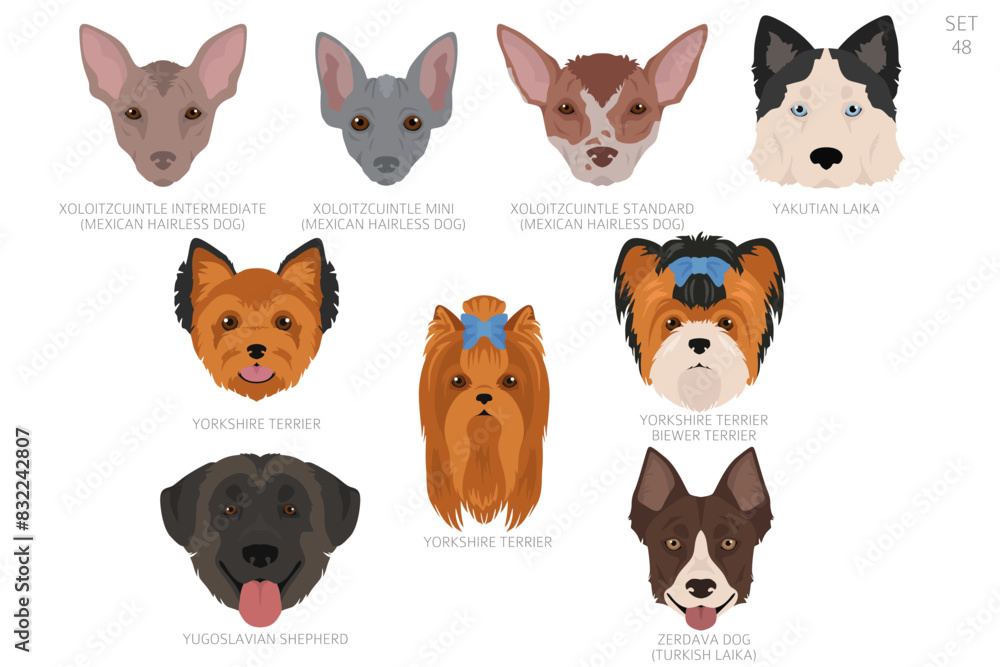 Fototapeta premium Dog head in alphabet order. All dog breeds. Colour vector design