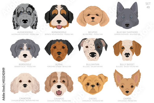 Designers Dog head in alphabet order. All dog mix breeds. Colour vector design
