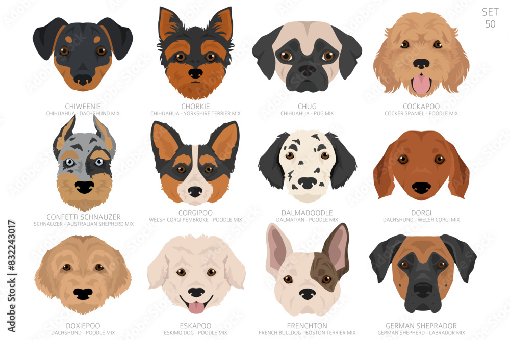 Fototapeta premium Designers Dog head in alphabet order. All dog mix breeds. Colour vector design