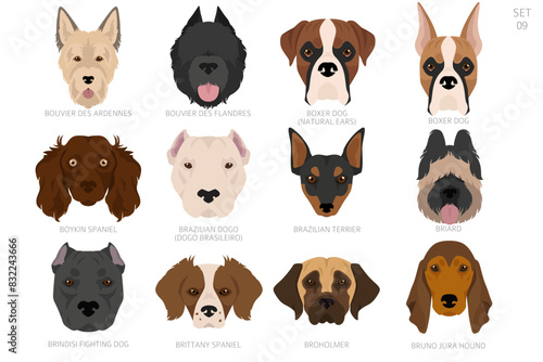 Dog head in alphabet order. All dog breeds. Colour vector design
