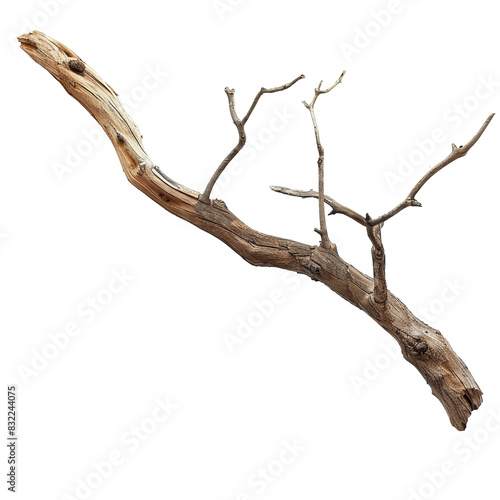 Dry branch wood on white background