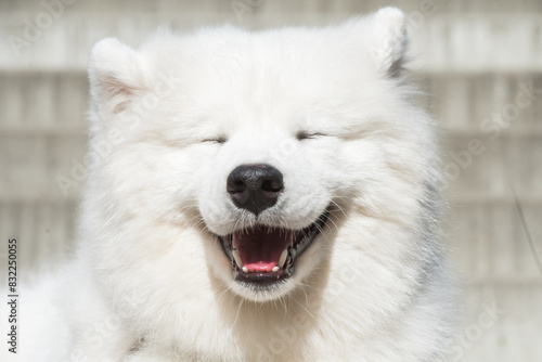Dog smile. White Samoyed puppy dog smiles muzzle outside