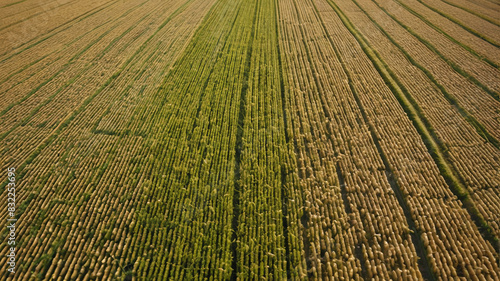 Aerial view of vast fields of genetically modified wheat, showcasing modern agricultural practices and the controversy surrounding GMO crops, Generative AI