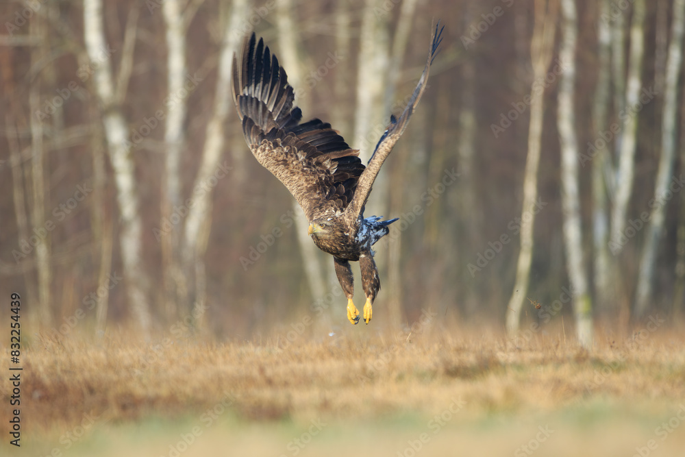 Fototapeta premium A bald eagle taking flight on a sunny day against the background of a birch forest