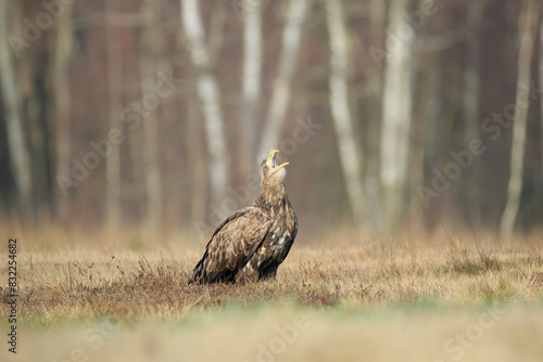 Tableau sur toile A white-tailed eagle in a sunny meadow with a forest in the background screams w
