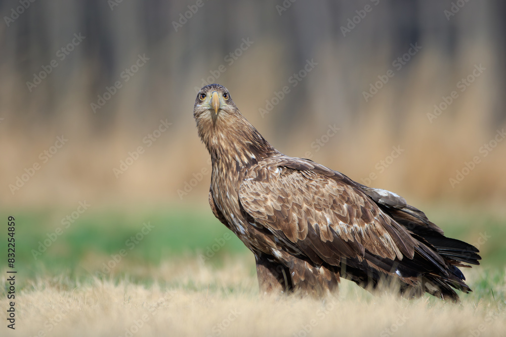 A white-tailed eagle with a funny face on a sunny day A white-tailed eagle with a funny face on a sunny day