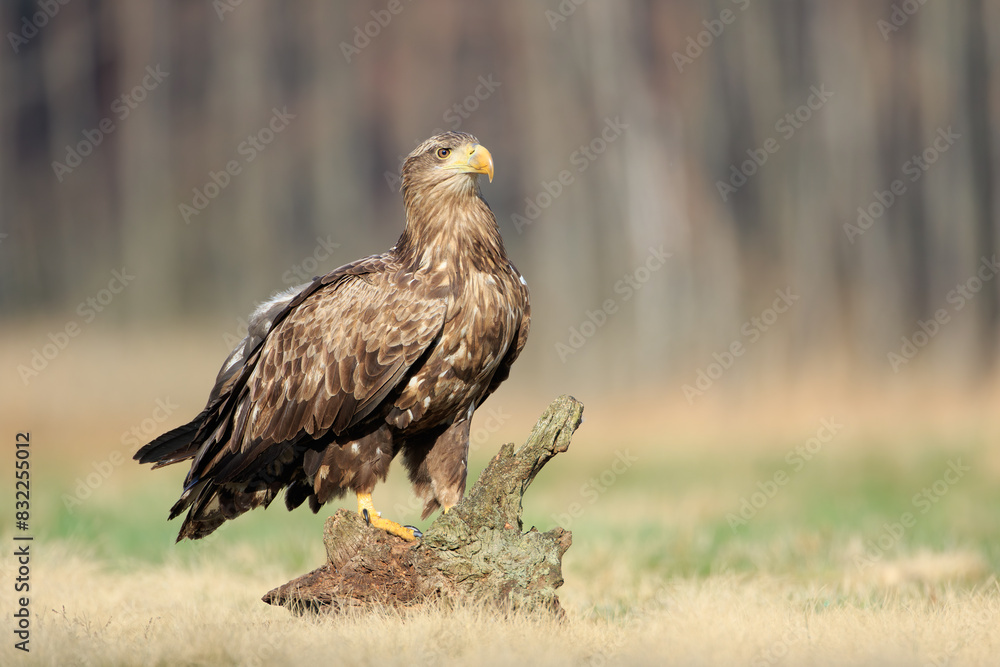 A white-tailed eagle sitting on a stump in a meadow on a sunny day A white-tailed eagle sitting on a stump in a meadow on a sunny day