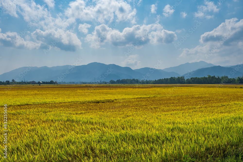 Green Rice field. Ripe rice field landscape on the farm. Rice field before harvest with blue sky. Green Rice field. Ripe rice field landscape on the farm. Rice field before harvest with blue sky.