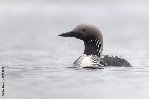 Black throated diver or arctic loon (Gavia arctica) swimming on a loch, Benbecula, Outer Hebrides, Scotland photo