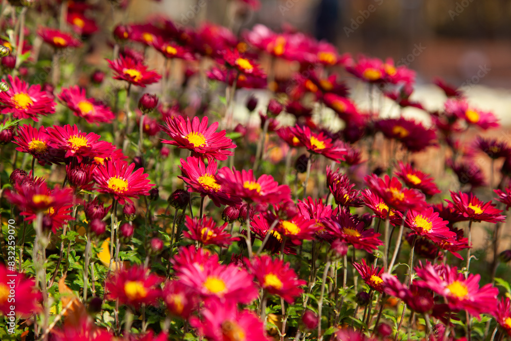 View of the aster flowers in the park View of the aster flowers in the park