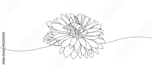 Gerbera flower with bee in single continuous line drawing style for logo or emblem. One line flower illustration. Beautiful outline wasp on a flower chamomile.