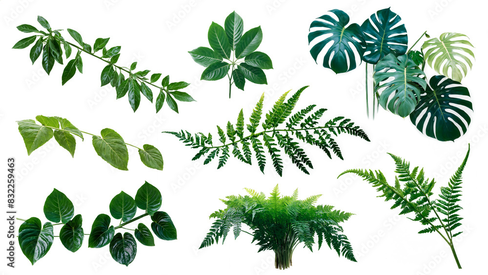 Isolated Tropical Leaves Collection Isolated Tropical Leaves Collection