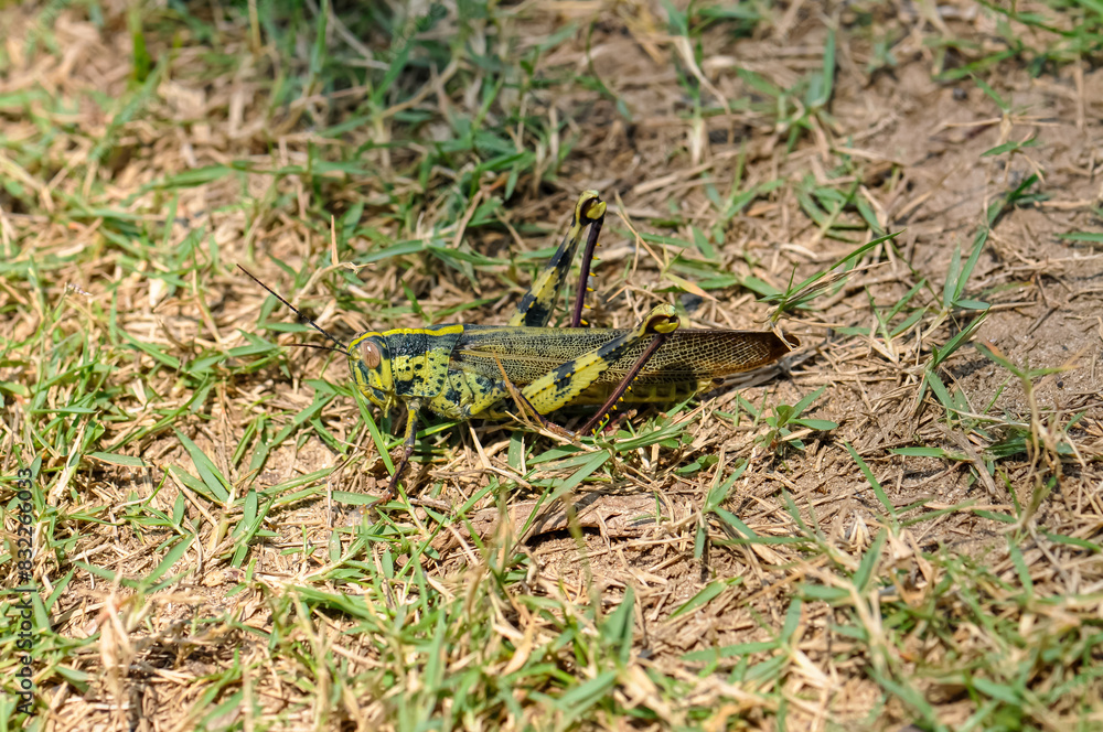 Macro photo of a large grasshopper in Thailand Macro photo of a large grasshopper in Thailand