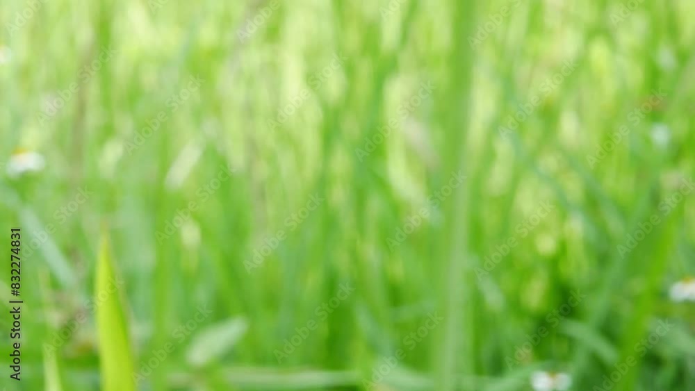 Abstract beautiful blur natural meadow grass slowly swayed by wind blow abstract background. Defocused leaves and soft sunlight. Abstract beautiful blur natural meadow grass slowly swayed by wind blow abstract background. Defocused leaves and soft sunlight.