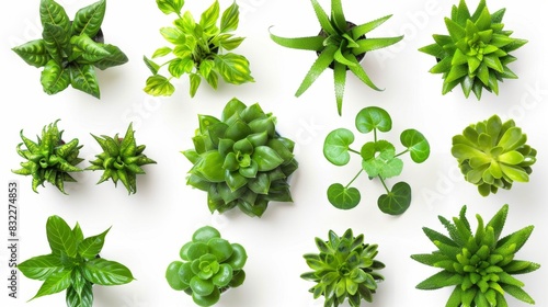 Top View of Various Succulent Plants - Generative AI photo