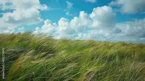 Grass in open field swaying in the wind