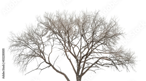 Tree with Frosty Winter Branches on transparent background