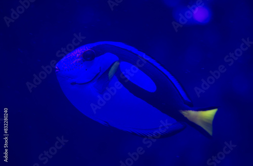 Blue tang  Paracanthurus hepatus  fish swimming underwater in an aquarium