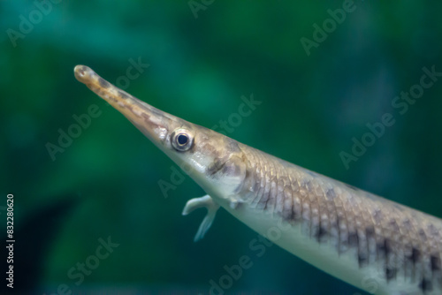 Spotted gar (Lepisosteus oculatus) fish swimming underwater in an aquarium photo