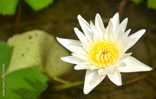white lotus with yellow pollen water lily flower on black background