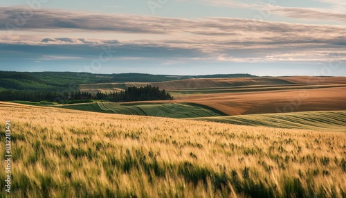 wheat fields in prince edward island photo