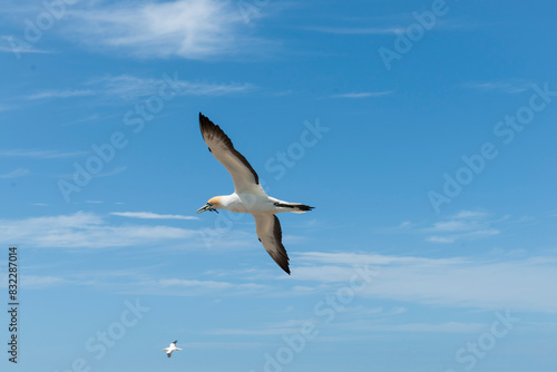 Gannet in flight over Gannet colony Cape Kidnappers. NZ