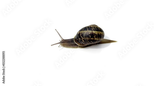 Spotted snail, Cornu aspersum photo