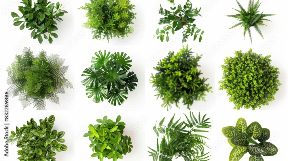 Obraz premium Top View of Various Green Plants, Generative AI
