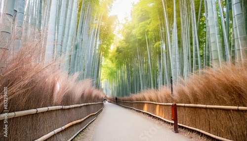 bamboo forrest at arashiyama bamboo groove near kyoto photo