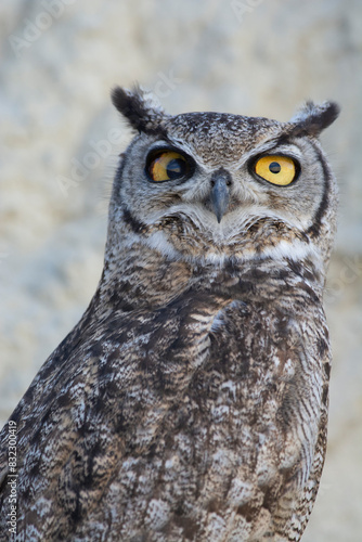 Great Horned Owl  Bubo virginianus nacurutu  Peninsula Valdes  Patagonia  Argentina.