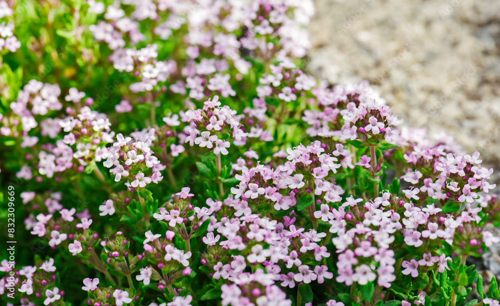 Blossoming fragrant Thymus serpyllum close-up. Beautiful food and medicinal plant in the sunny day