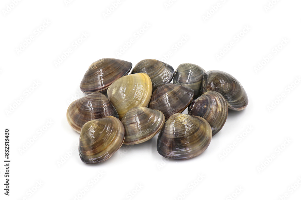 Closed up fresh baby clams, venus shell, shellfish, carpet clams, short necked clams, as raw food from the sea are the seafood ingredients. fresh clams isolated on white background. Closed up fresh baby clams, venus shell, shellfish, carpet clams, short necked clams, as raw food from the sea are the seafood ingredients. fresh clams isolated on white background.