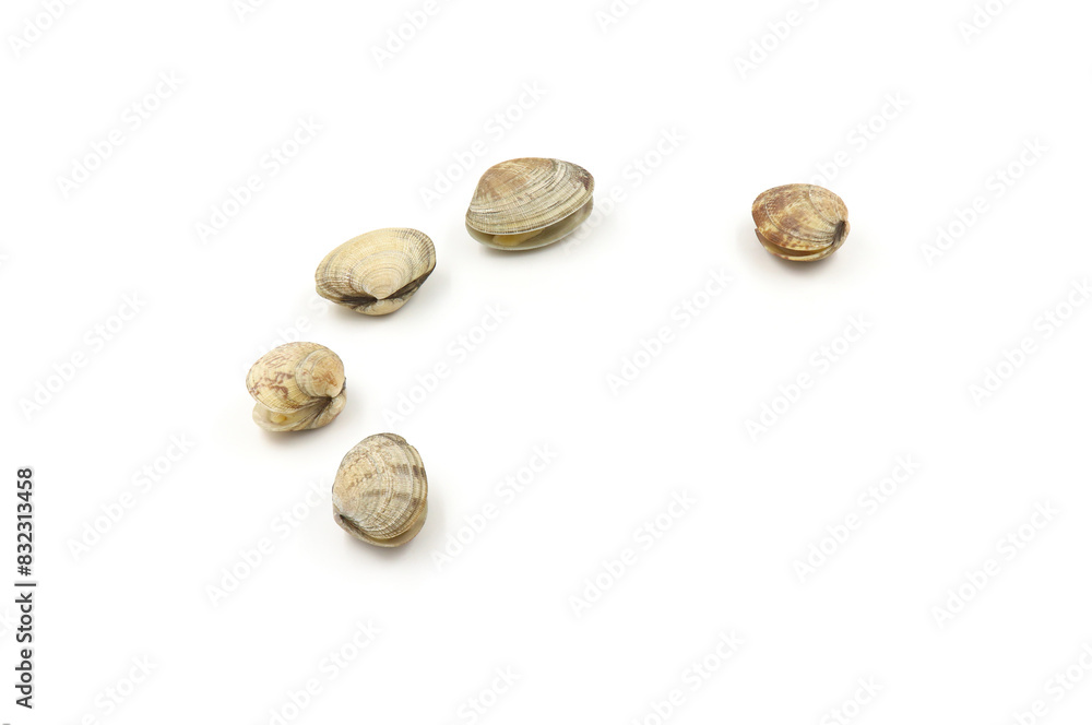 Closed up fresh baby clams, venus shell, shellfish, carpet clams, short necked clams, as raw food from the sea are the seafood ingredients. fresh clams Background. Closed up fresh baby clams, venus shell, shellfish, carpet clams, short necked clams, as raw food from the sea are the seafood ingredients. fresh clams Background.