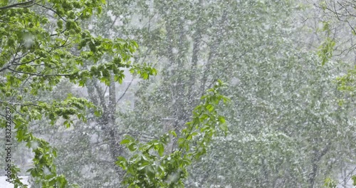unexpected snow in May falling in flakes on the green foliage of trees