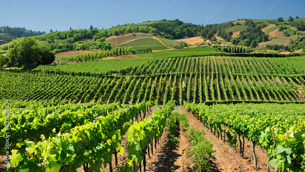 Verdant vineyard with rows of grapevines stretching into the distance, framed by rolling hills and a blue sky