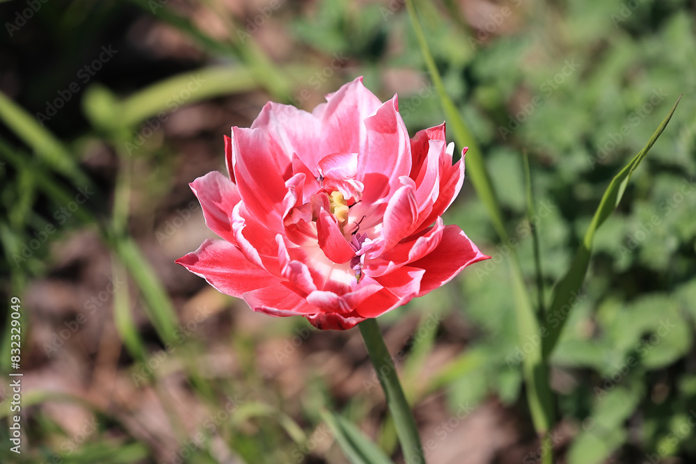 Springtime Tulip Blossoms In Full Bloom