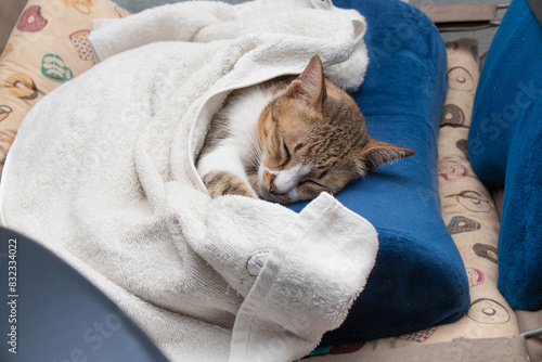 Thai stripe cat sleeps on a blue cushion and is covered with a white towel.