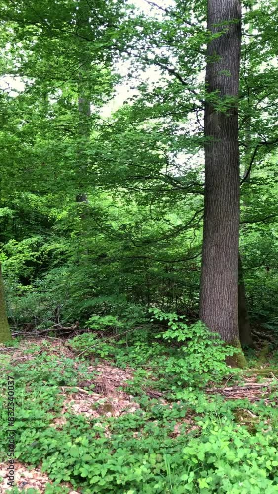 Dark wilderness forest scene with trees and green leaves foliage, vertical video Dark wilderness forest scene with trees and green leaves foliage, vertical video