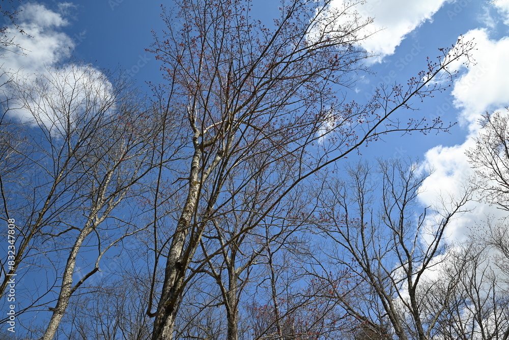 Massive trees and a brilliant, blue sky Massive trees and a brilliant, blue sky