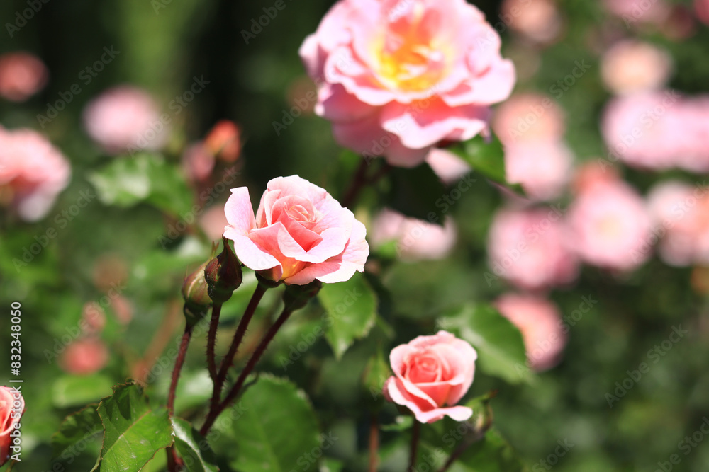 Blooming pink rose, flowers close-up. Flowers in a park or garden. Gardening. Growing roses. Beautiful pink flowers, natural background. Shrub roses in full bloom. Idea for cards and invitations Blooming pink rose, flowers close-up. Flowers in a park or garden. Gardening. Growing roses. Beautiful pink flowers, natural background. Shrub roses in full bloom. Idea for cards and invitations