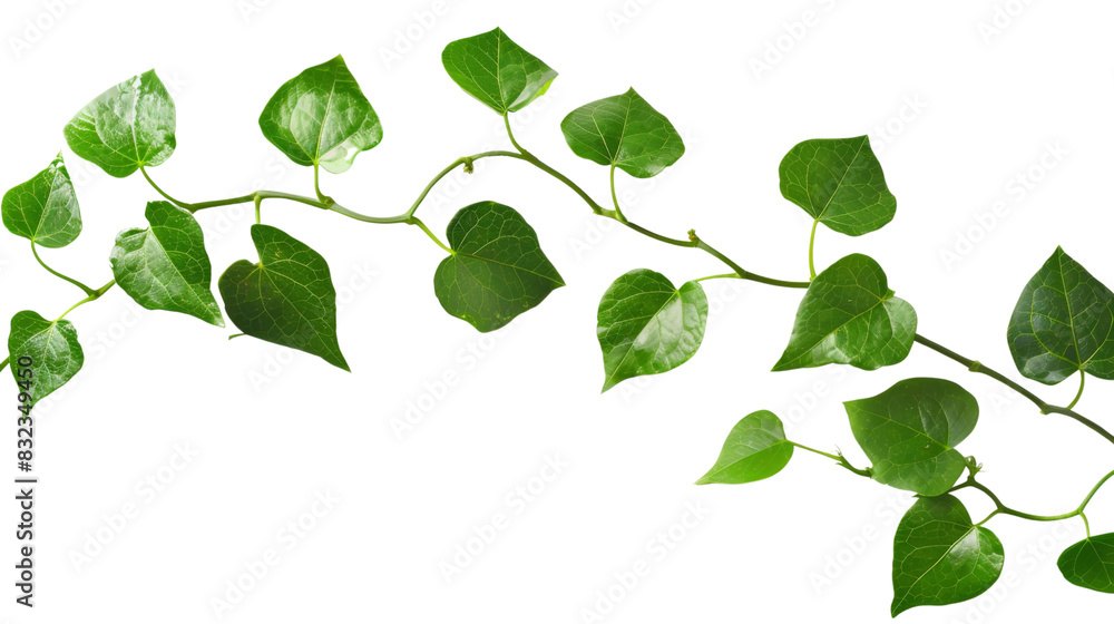 Plant leaf vine Plant leaf vine