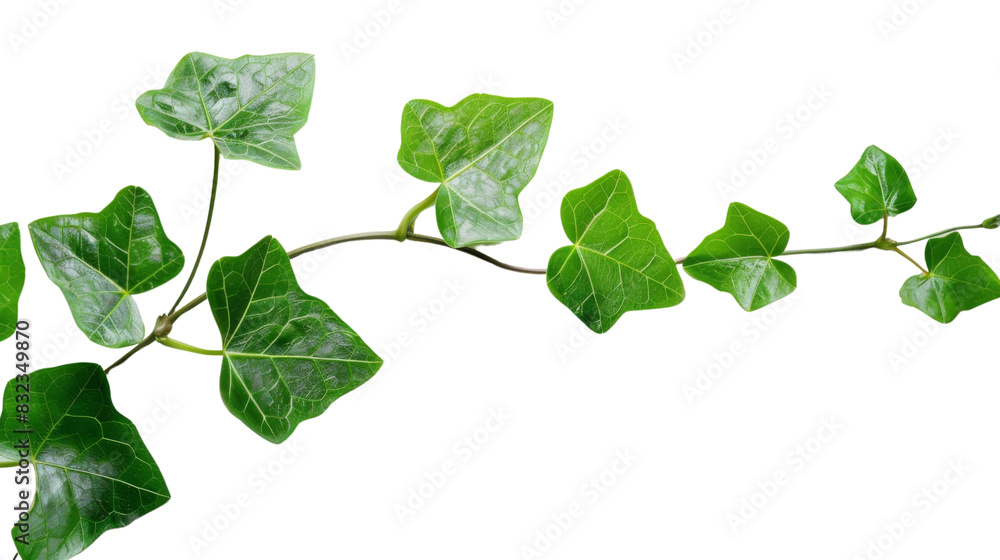 Plant leaf vine Plant leaf vine