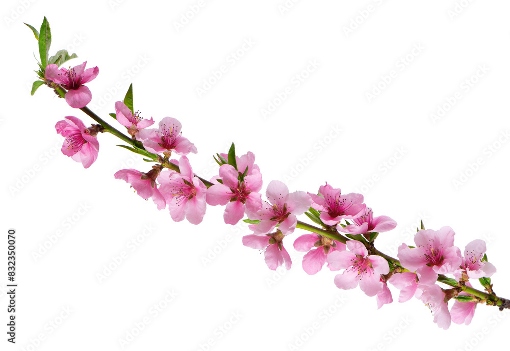Peach flowers isolated on white background. Nectarine branch with pink flowers.