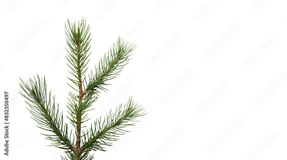 Plant leaf tree pine Plant leaf tree pine